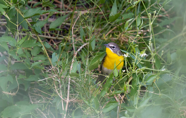 Yellow-breasted Chat. Evan Barrientos/Audubon Rockies
