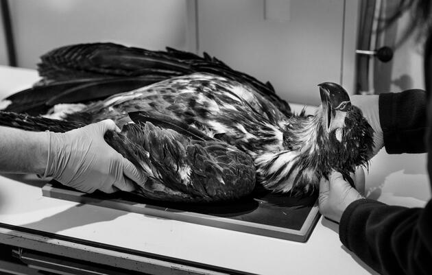 Employees at Raptor Education Group, Inc. examine an immature Bald Eagle exhibiting symptoms characteristic of Wisconsin River eagle syndrome. She died soon after; it isn’t yet known if the disease was to blame. Tom Lynn