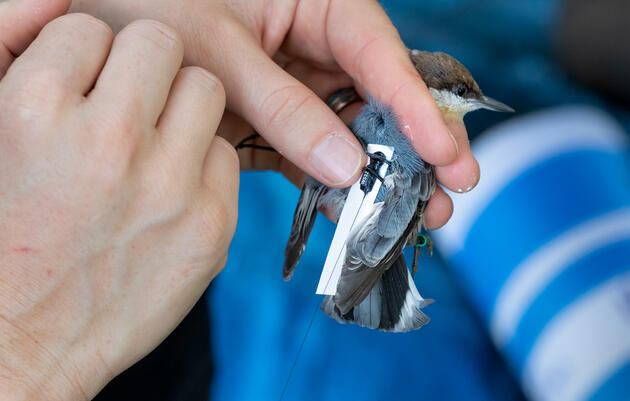 Brown-Headed Nuthatches Are Back in the Ozarks for the First Time in a Century