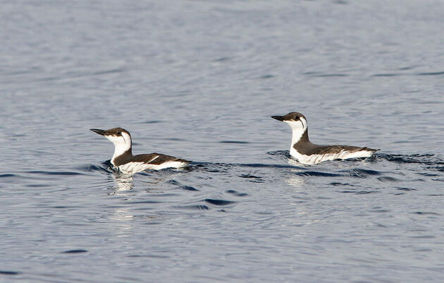 Common Murres. Trish Gussler/Flickr (CC BY NC ND 2.0)