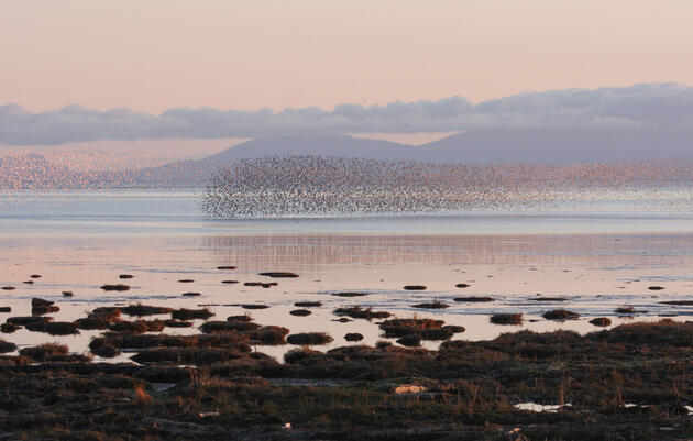 Our Blueprint for a Healthy, More Resilient Puget Sound