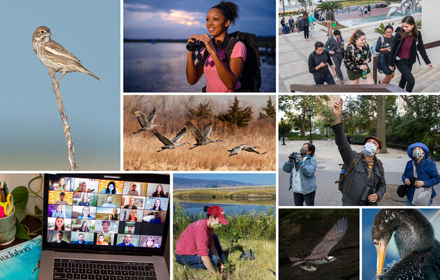 Top Wins for Birds in 2020