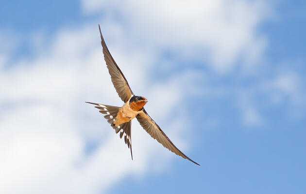 Barn Swallow. Melissa Groo