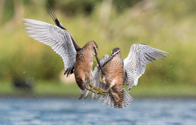 Long-billed Dowitchers. Melissa James/Audubon Photography Awards