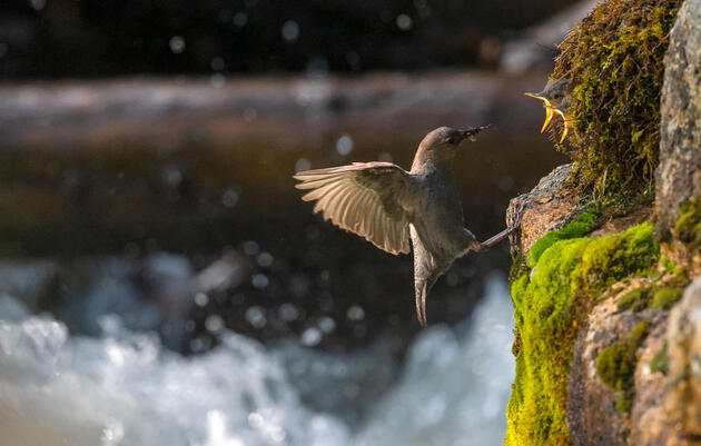 An American Dipper leaps from the rushing water below to feed its' young in Rocky Mountain National Park. Michael Forsberg