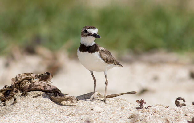A Wilson's Plover on Rutherford Beach in Cameron Parish, Louisiana. Katie B. Barnes/Audubon Louisiana