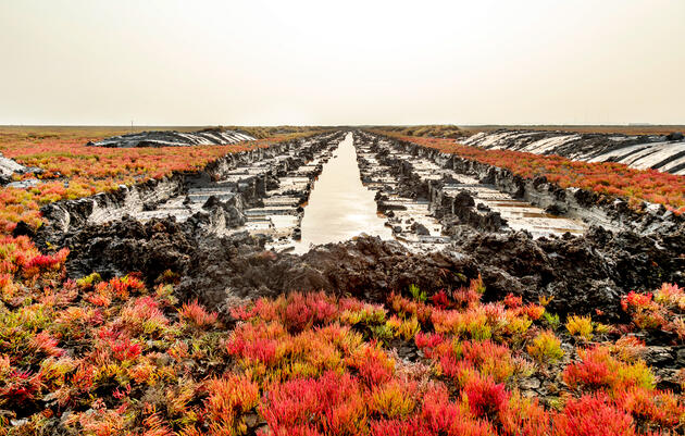 A recently built central tidal channel, and elevated marsh mounds along its length, will become habitat for birds, fish, and mammals. Luciane Coletti
