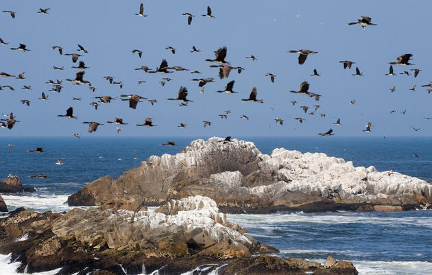 The Incas Were Some of the Earliest Bird Conservationists