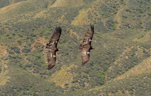 Government Proposes First Take Permit for Condor Deaths at a Wind Farm