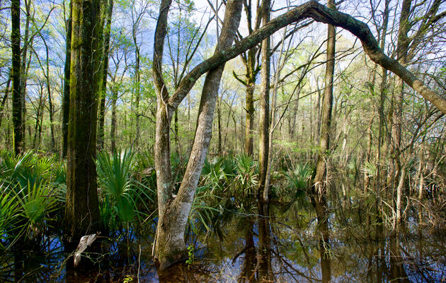 EPA Pulls an About-Face, Green Lights Project That Will Damage Crucial Wetlands
