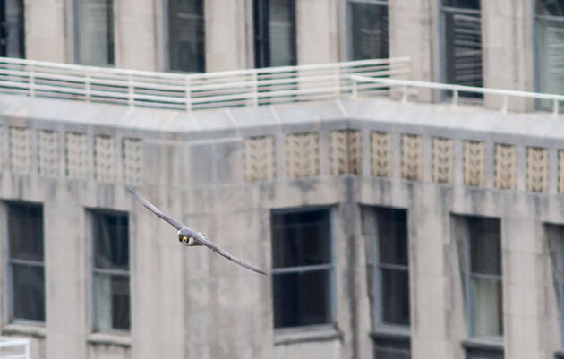 Peregrine Falcon in front of Philadelphia's city hall. George Armistead