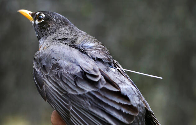 A captured Robin with GPS tag attached. Emily Mesner/NPS