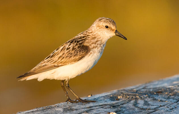 Seismic Oil and Gas Exploration Will Scar the Arctic National Wildlife Refuge 