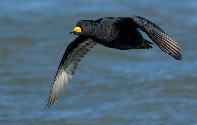 Black Scoter. Agami Photo Agency/Shutterstock