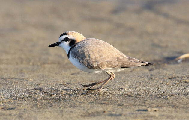Snowy Plover. Max Malmquist/Audubon