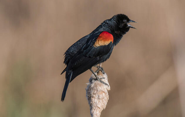Red-winged Blackbird. Jake Mosher/Audubon Photography Awards