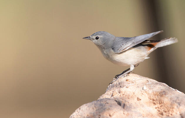 Lucy's Warbler. Tim Boyer/Flickr (CC BY NC 2.0)