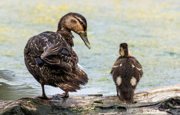 How the Boreal Forest Can Help Protect Birds from Climate Change