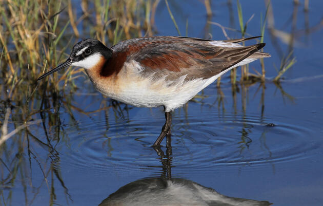 I’m Especially Grateful for Birding this Year