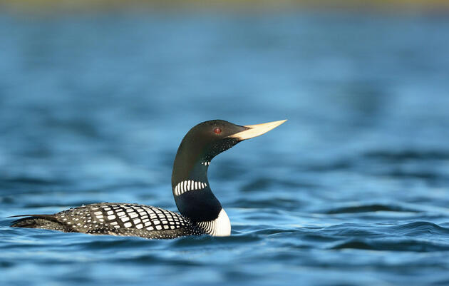 Yellow-billed Loon. Bering Land Bridge National Reserve/Flickr (CC BY NC ND 2.0)