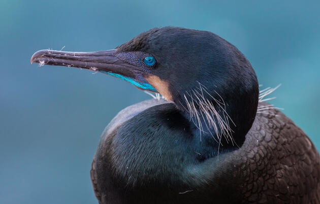 U.S. Senate Votes to Protect Birds, Improve Parks, and Create Jobs