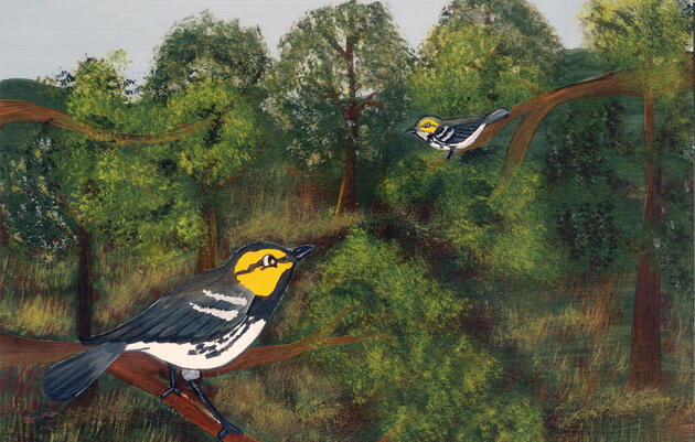 The Tale of One Tiny Songbird Is Amplifying an Ancient Mayan Language