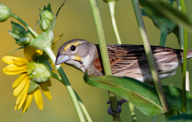 National Audubon Society Announces Largest Market-Based Regenerative Grasslands Partnership in the U.S.