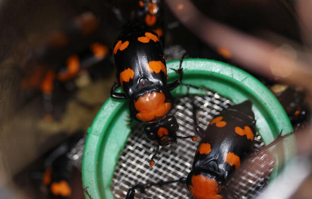 The Ghosts of Gone Birds Haunts an Odd and Endangered Beetle