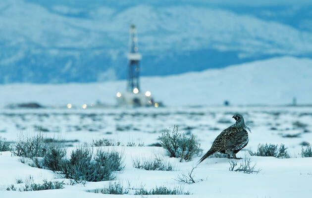 A Storm Gathers for North American Birds