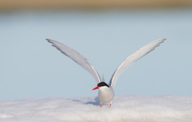 Arctic Tern. Arctic Tern. William Wingfield Jr./Audubon Photography Awards