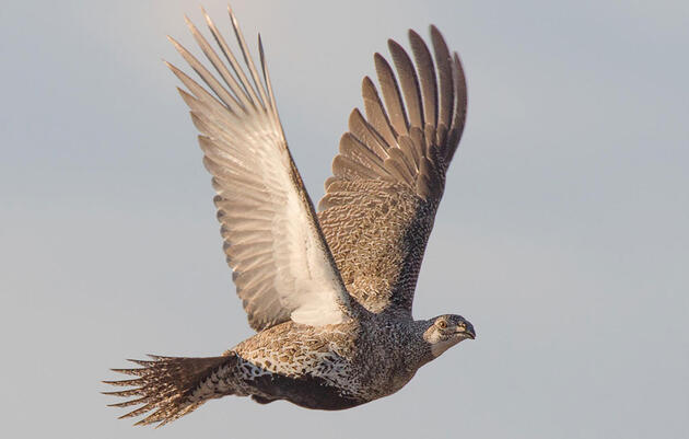 “A Grave Setback:” US Forest Service Releases Weak Versions of Sagebrush Conservation Plans