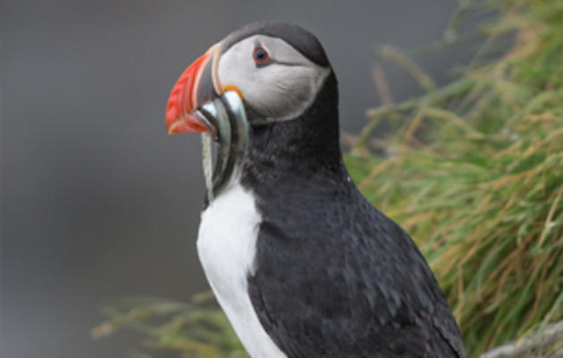 Photo of an Atlantic Puffin with fish in its beak. Credit: Bonnie Block/Audubon Photography Awards. Atlantic Puffin. Bonnie Block/Audubon Photography Awards