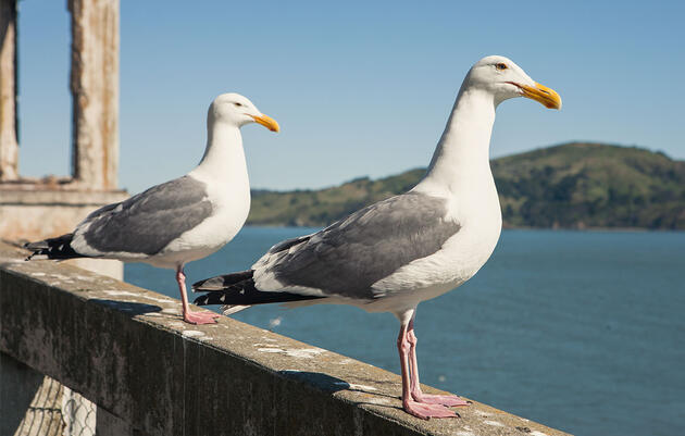 Alcatraz Is Being Overrun by Seabirds, But Who’s Complaining?