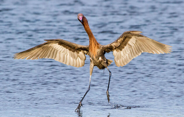 National Audubon Society Announces Comprehensive Gulf Restoration Plan