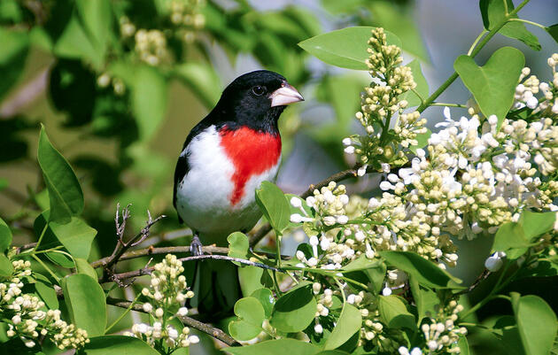 10 Common Bird Songs Made Less Confusing