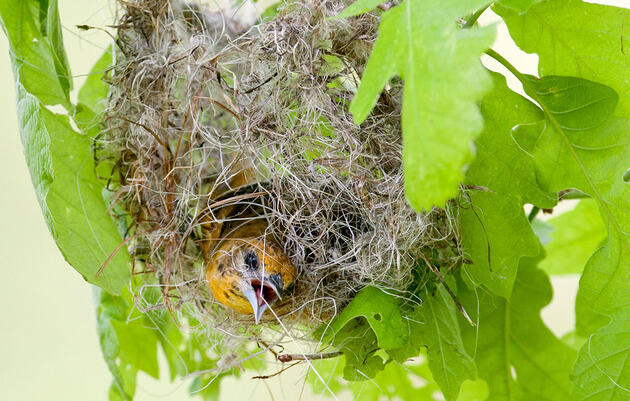 How Orioles Build Those Incredible Hanging Nests