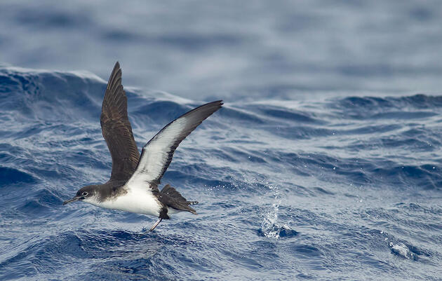 Lost at Sea, Hard-Flying Birds Can Be Mega Rarities and Mysteries