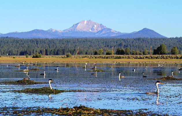 Inland Lakes Keep California’s Grebes Afloat—Until Waters Get Too Low