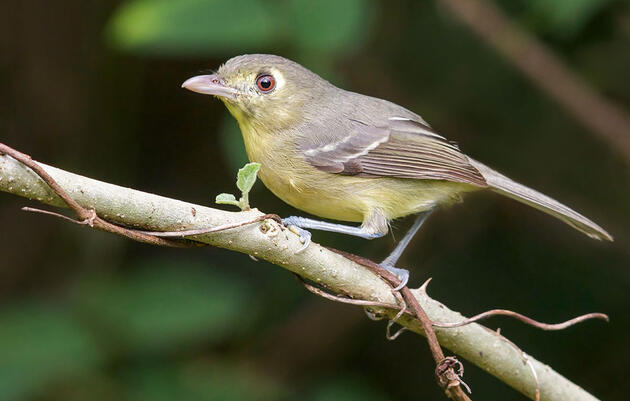 Four Vireos Worth Chasing in the U.S.