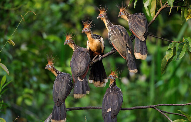 Cookies, Honey, Tangerines, Manure—These Birds Have Some Strange Scents