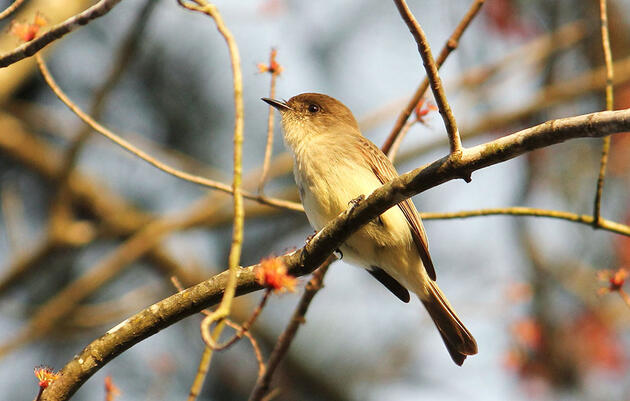 Is That a Phoebe or Pewee Calling?