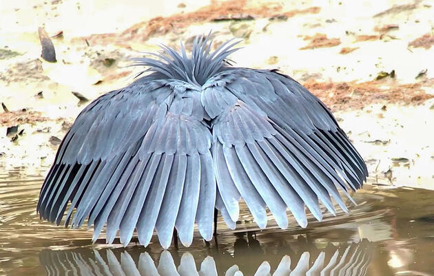 Watch a Black Heron Fool Fish by Turning Into an Umbrella 
