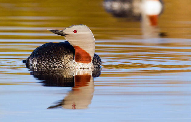 Quiz: Which of These 12 North American Birds Summer in the Arctic? 