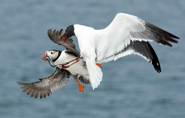 Are Gulls Jerks?