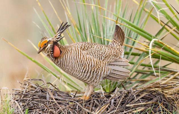 The Endangered Species Act Is Under Attack. But How Much Trouble Is It In? 