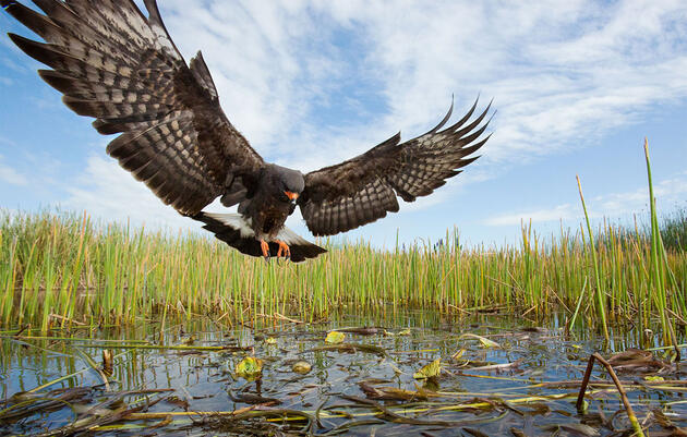Vea en acción a una de las aves de rapiña más especializadas y geniales del mundo