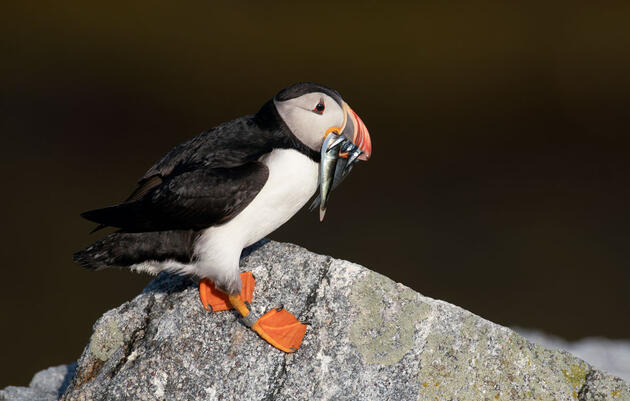 New Legislation Aims to Protect Tiny Fish Vital to Seabirds