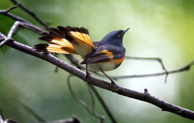 American Redstart. Tom Warren/Audubon Photography Awards