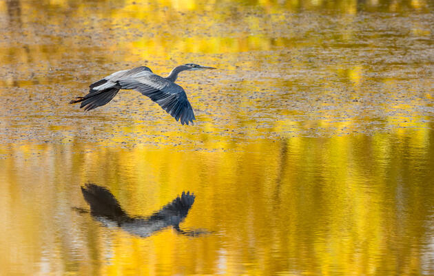 Audubon Receives Grants to Make Our Coasts More Resilient to Climate Change