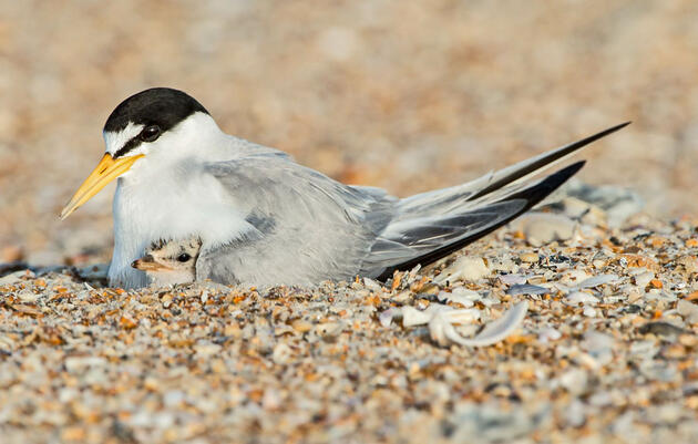 Audubon Opposes Removal of Protections for Coastal Areas